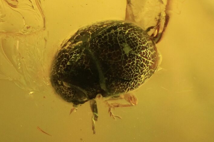 Detailed Fossil Beetle (Coleoptera) In Baltic Amber #109510